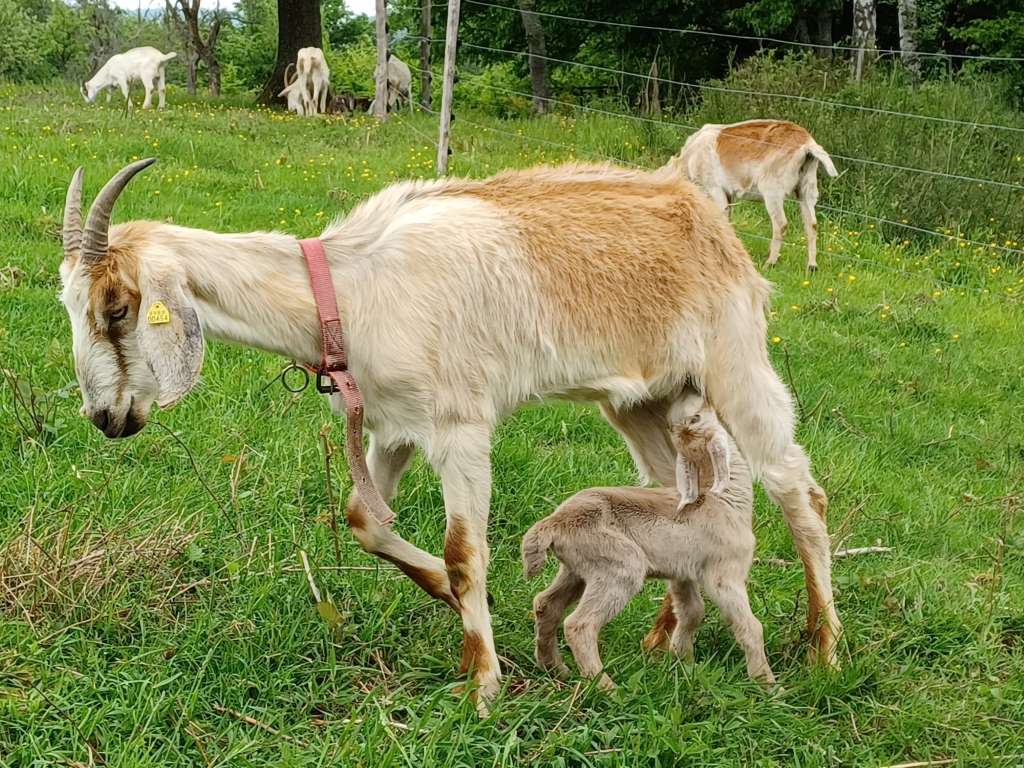 Mai 2023: Ziegenmutter mit Zicklein im Bereich Obere Birken