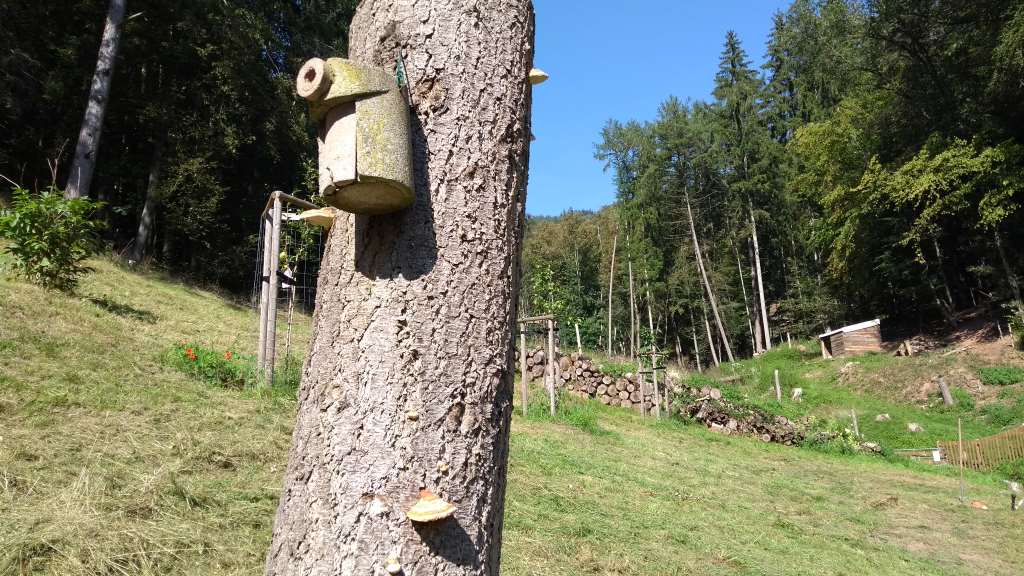 September 2023: Nistkasten auf der Streuobstwiese im Joppenholz