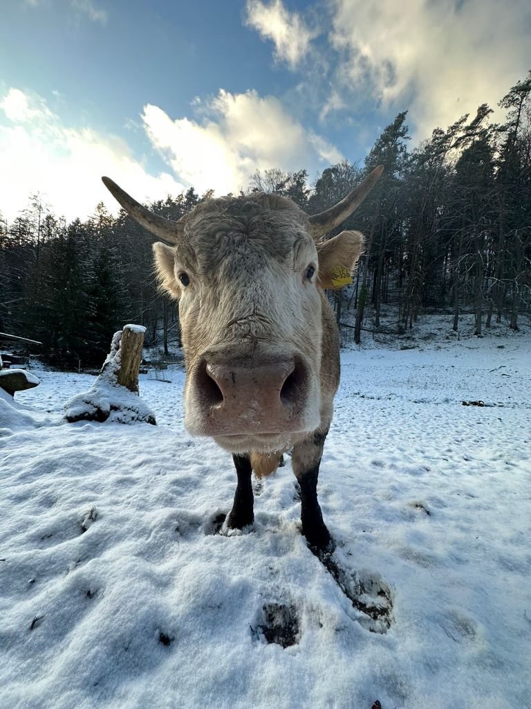 Schneelandschaft mit Kuh