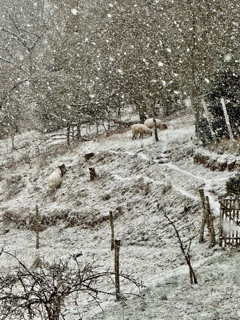 Schafwiese im Schnee