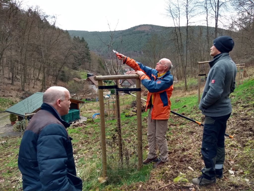 Ein junger Baum wird zurückgeschnitten